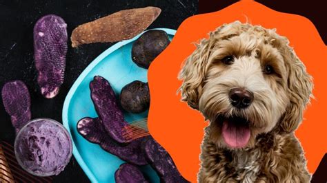Can Dogs Eat Ube: A Comprehensive Guide .
